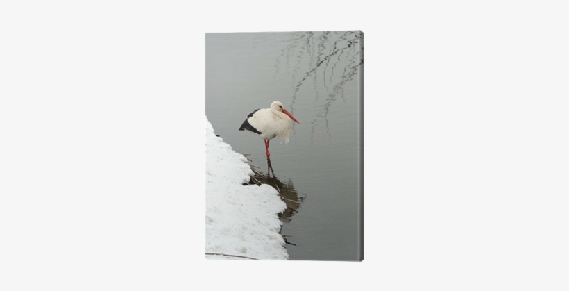 White Stork, transparent png