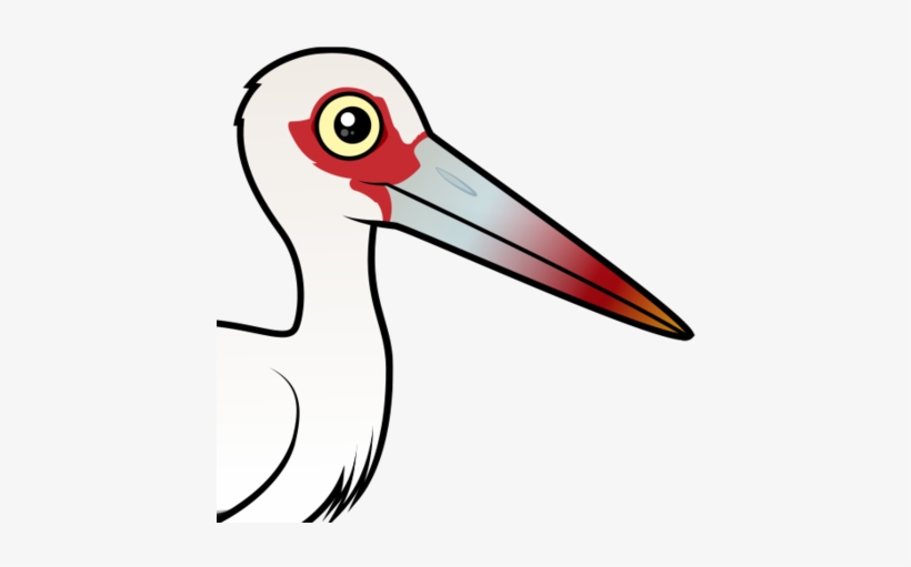 About The Maguari Stork - Maguari Stork, transparent png