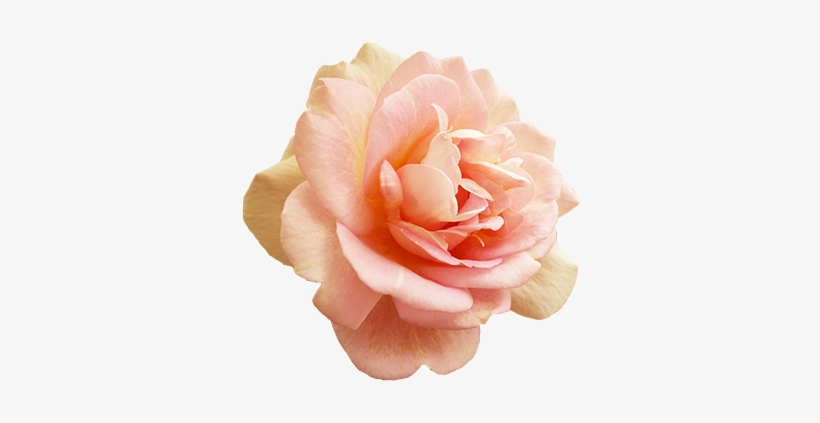 Valentine's Day Pink Rose - Blush Pink Rose Png, transparent png