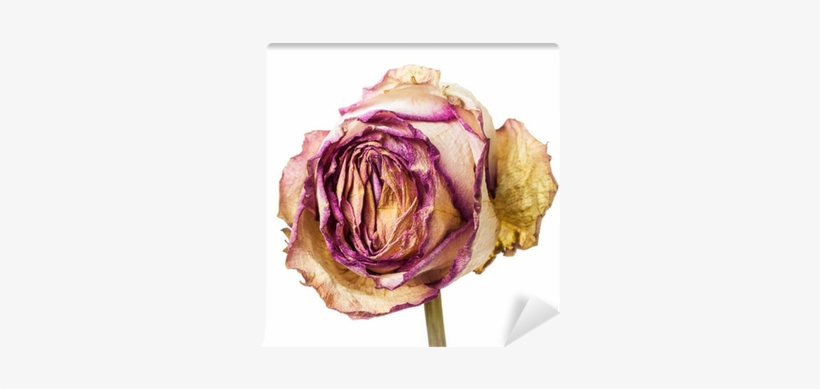 Closeup Of Withered And Dried Pink And Yellow Rose - Yellow, transparent png