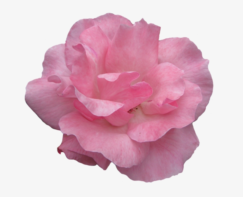 Pink Rose Clipart Garden - Garden Roses, transparent png
