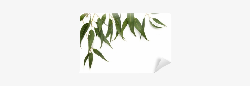 Gum Tree Leaves Png, transparent png