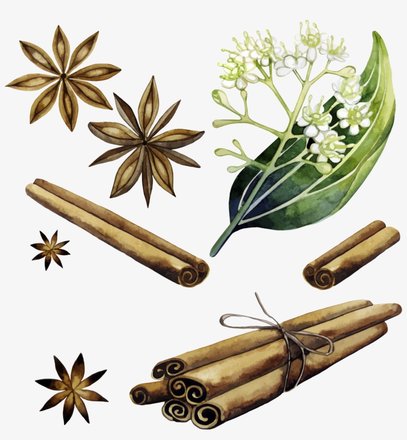 Cinnamon Vector Plant - Illustration Cinnamon Png, transparent png