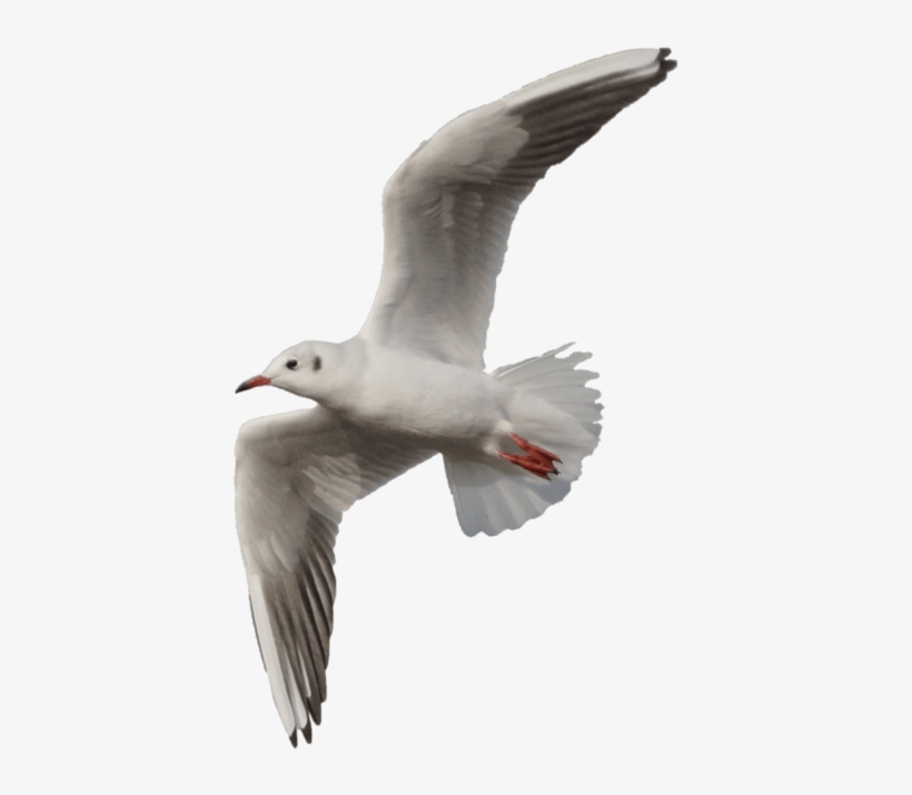 free png gull png images transparent seagull flying png 480x676 png download pngkit free png gull png images transparent