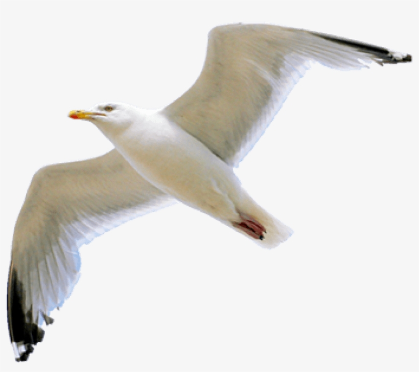 Free Png Gull Png Images Transparent - Gull Png, transparent png
