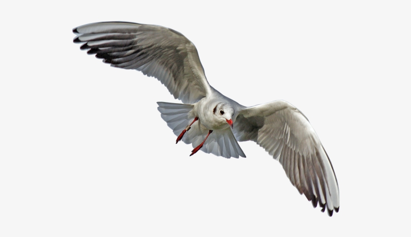 Gulls Png File - Sea Birds Transparent Background, transparent png