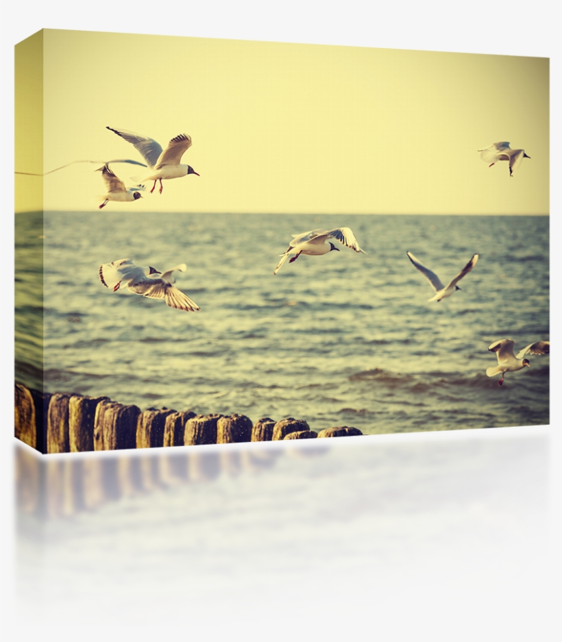 Seagulls Soaring - Vintage, transparent png