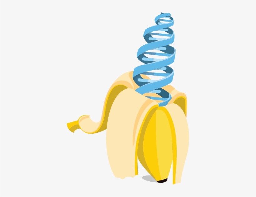 Banana - Banana Dna Png, transparent png
