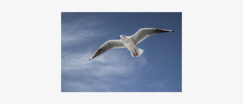 European Herring Gull, transparent png
