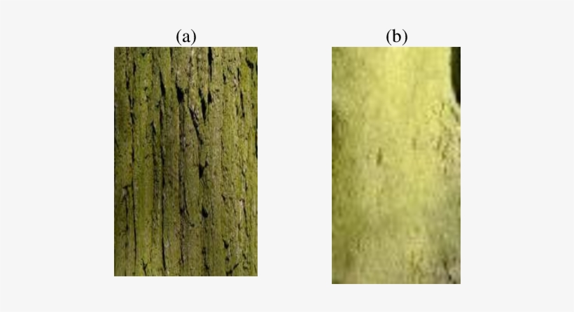Algae On The Rough Bark (b) Algae On The Smooth - Smooth Vs Rough Bark, transparent png