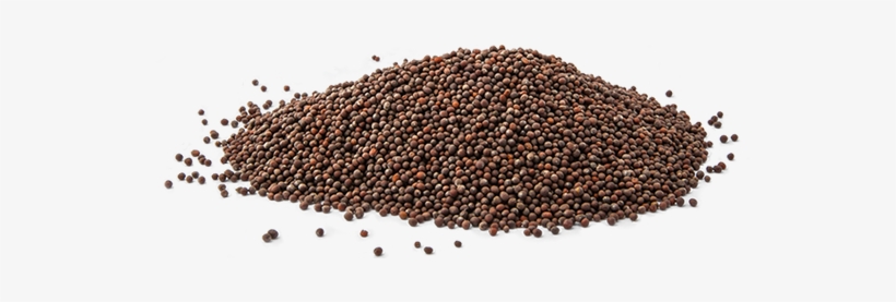 Brown Mustard Seeds Have Extremely Sharp, Tart Taste, - Mustard, transparent png
