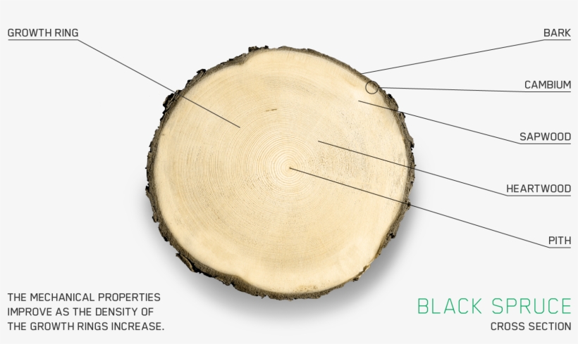 A Noble Species - Chantiers Chibougamau, transparent png
