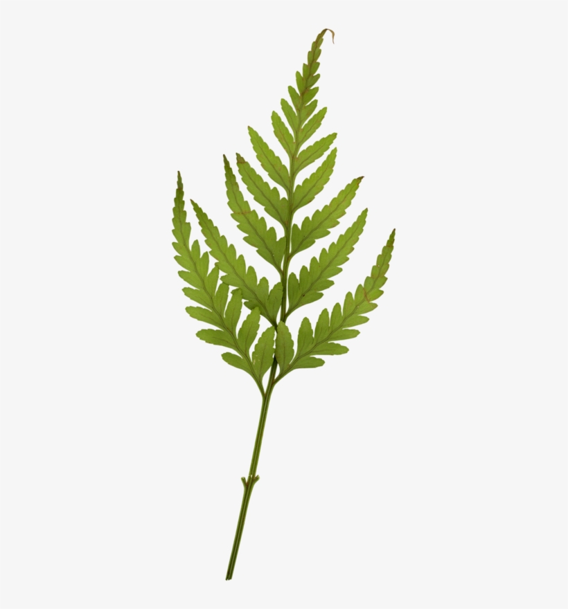 Randioh Shadesofblue El Flowerfabric - Swiss Cheese Plant, transparent png
