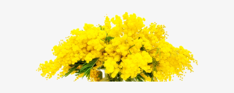 The Mimosa - Frasi Sulle Donne 8 Marzo, transparent png