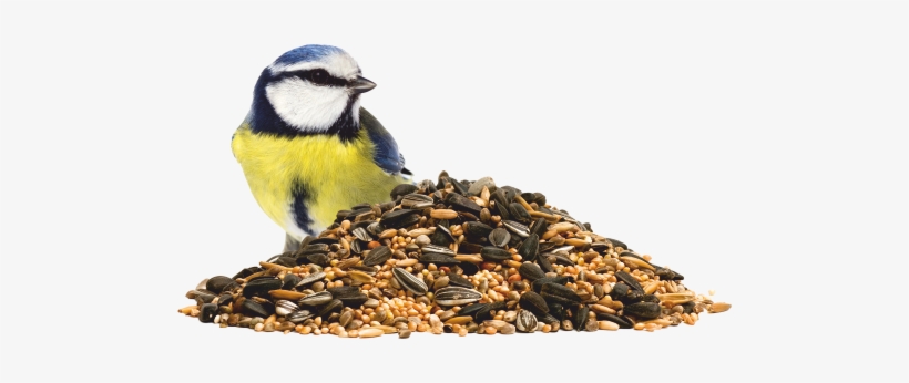 Startseite - Garden Birds (collins Gem), transparent png