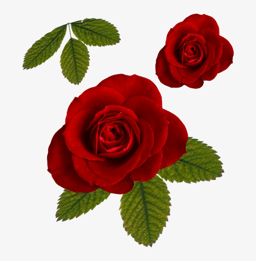 leaf roses png rose and leaf png 800x800 png download pngkit leaf roses png rose and leaf png