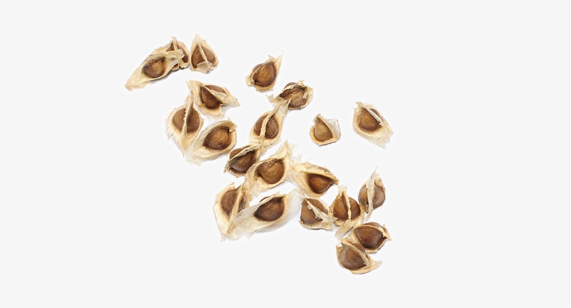 Moringa Seed Png, transparent png