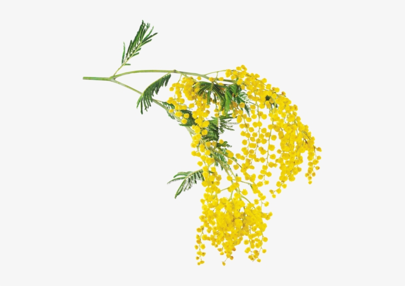 Mimosa Cottage - Mimoza Png, transparent png