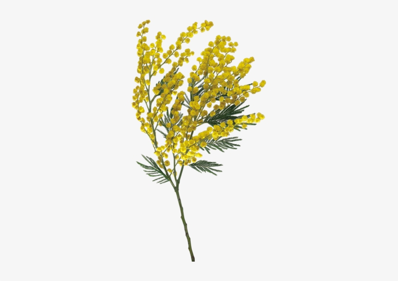 Tubes Fleurs - Per La Festa Della Donna, transparent png