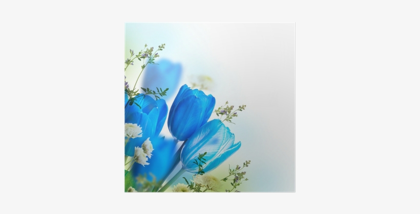 Blue Tulips With Mimosa, Spring Background Poster • - Blue, transparent png