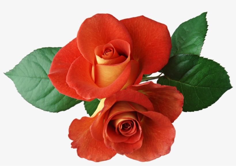 Two Roses Clipart - Photoshop Rose Brushes, transparent png