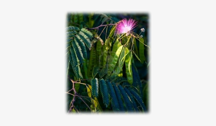 7469918 Mimosa Ou Ar - Portable Network Graphics, transparent png