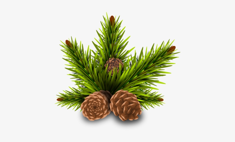 Pinheiro Pine Cones Tree Branch Rama Leave - Conos De Pino Png, transparent png