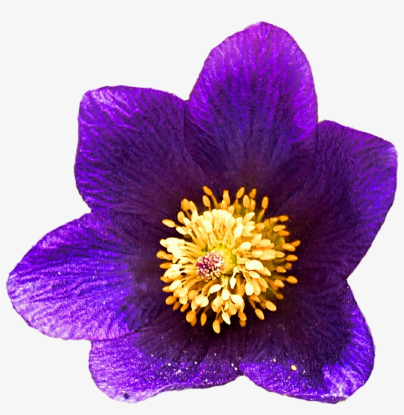 Wild Desert Flower By Jeanicebartzen27 On Deviantart, transparent png