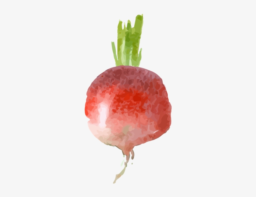 Chioggia Beet - Strawberry, transparent png