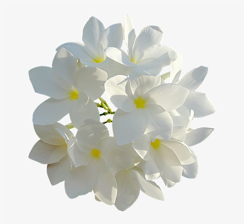 White Flowers 849770 960 720 - White Plumeria Personalized Bridesmaid Tote, Adult, transparent png
