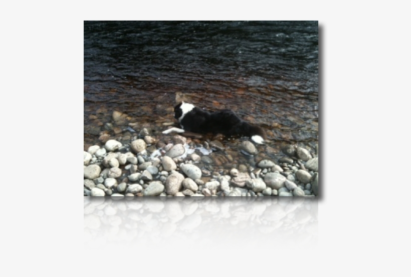 Alpha Really Wishes He Could Find An Extra Line, He - Cardigan Welsh Corgi, transparent png