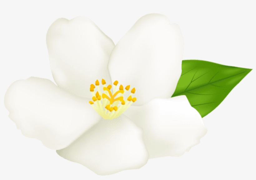 Clip Art, transparent png