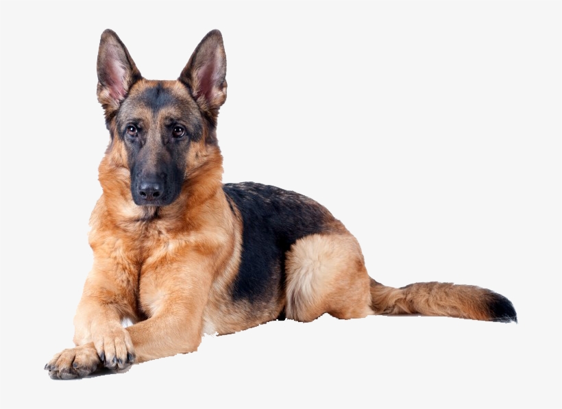 Haz De Tu Pasión Una Profesión - German Shepherd Sniffer Dog, transparent png