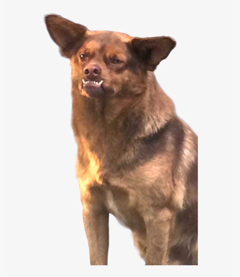 Vampipe ⍨ On Twitter - Chilaquil El Perro Memes, transparent png