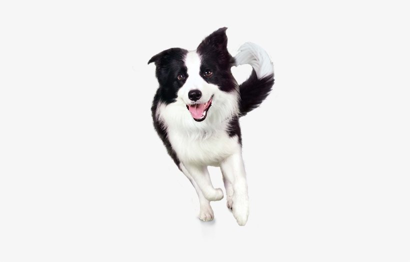 Perro De Dog Chow, transparent png
