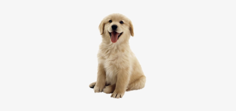 Los Mejores Planes De Salud Para Tu Perro - Hertzko Long Blade Dog & Cat Dematting Comb, transparent png