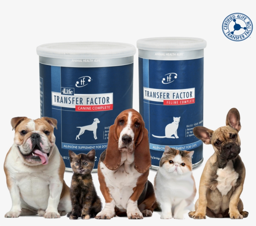 Perro - Thank You Dog And Cat, transparent png