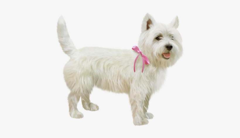 Animales Png, Perros, Formato Png, Collar De Perro - Dog, transparent png