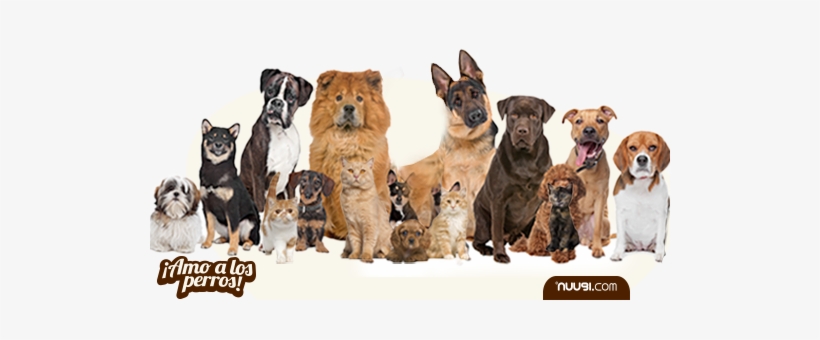 Nuugi, Enfermedades Zoonóticas En Perros - Group Of Dogs Png, transparent png