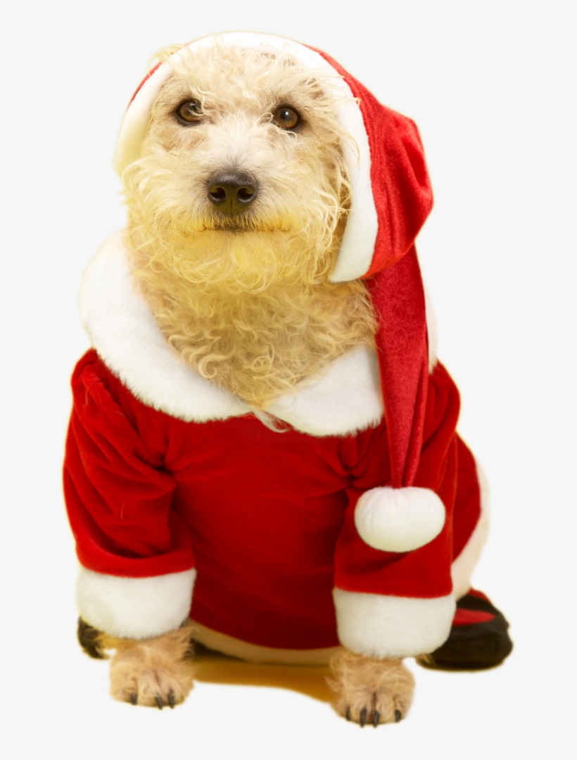 Perro Navidad 2017 Transp - Labradoodle, transparent png