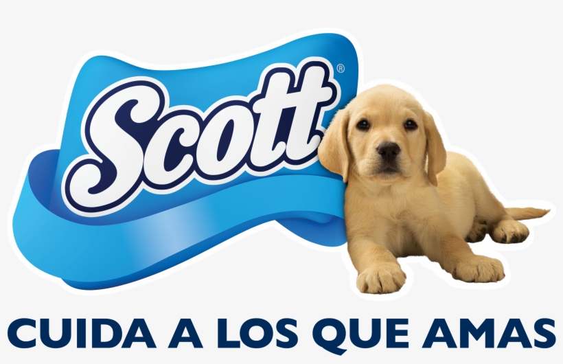 Scott - Scott Scott Kitchen Towel X 2 Rolls, transparent png