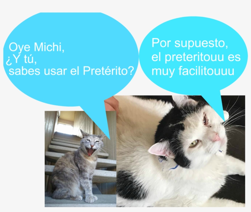 My Cat's Name Is Michi Mi Gato Se Llama Michi Who Acts - Asian, transparent png