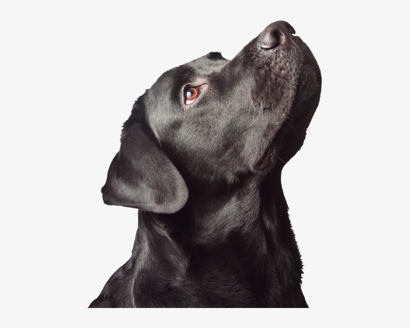 Cabeza Perro - Thank You Black Lab, transparent png