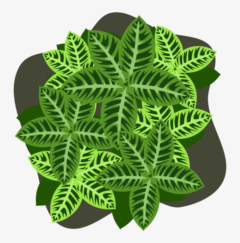 Four Leaf Clover Plant Four Leaf Clover Shamrock - Four-leaf Clover, transparent png