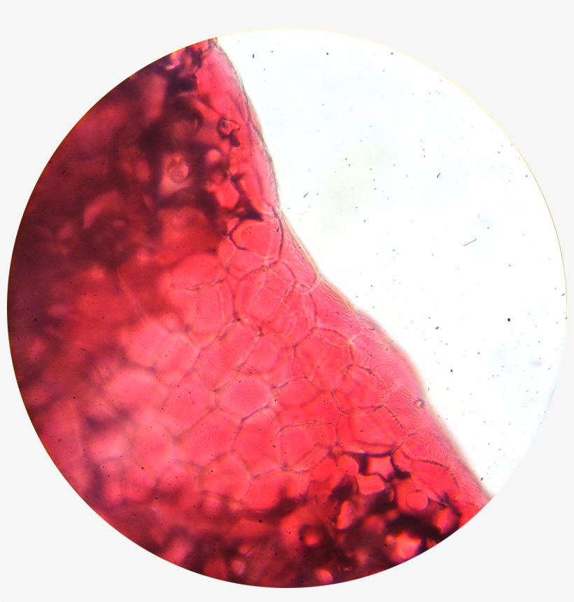 Flower Petal 1 400× - Wikimedia Commons, transparent png