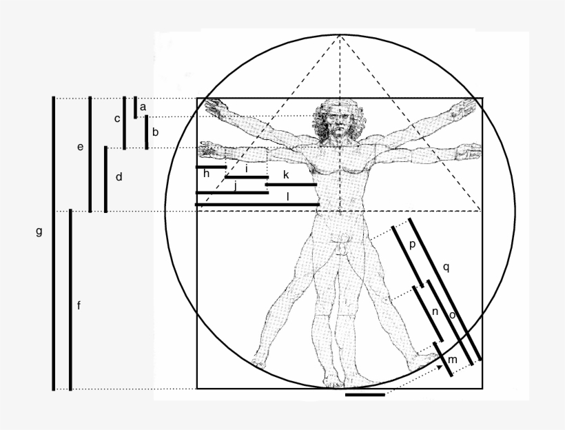 Leonardo Da Vinci's Interpretation Of Vitruvius - Drawing, transparent png