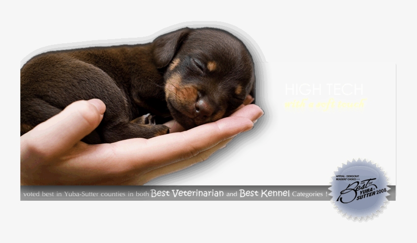 Fireworks Png8 With Alpha Transparency 76k - Veterinarian, transparent png