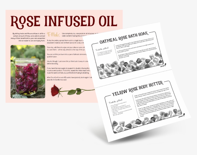 Sample Content - - Loosestrife And Pomegranate Family, transparent png
