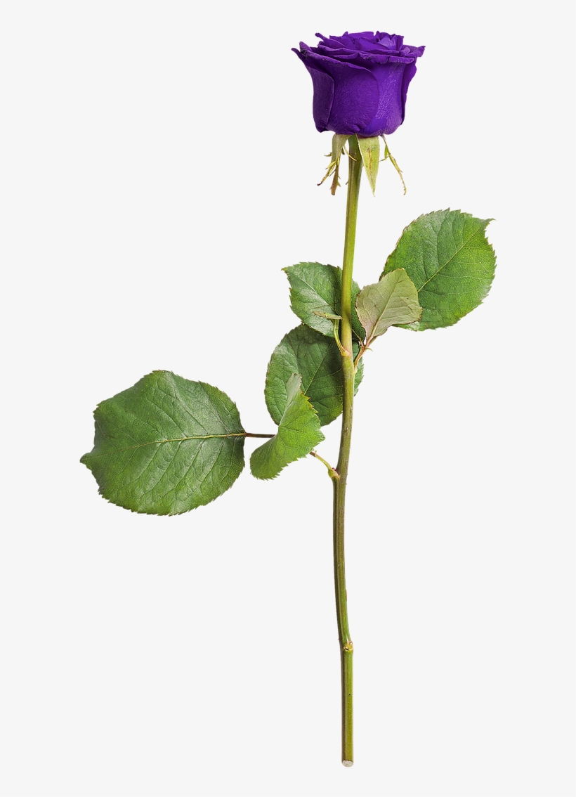 Rose Isolated Love - Violet Love, transparent png