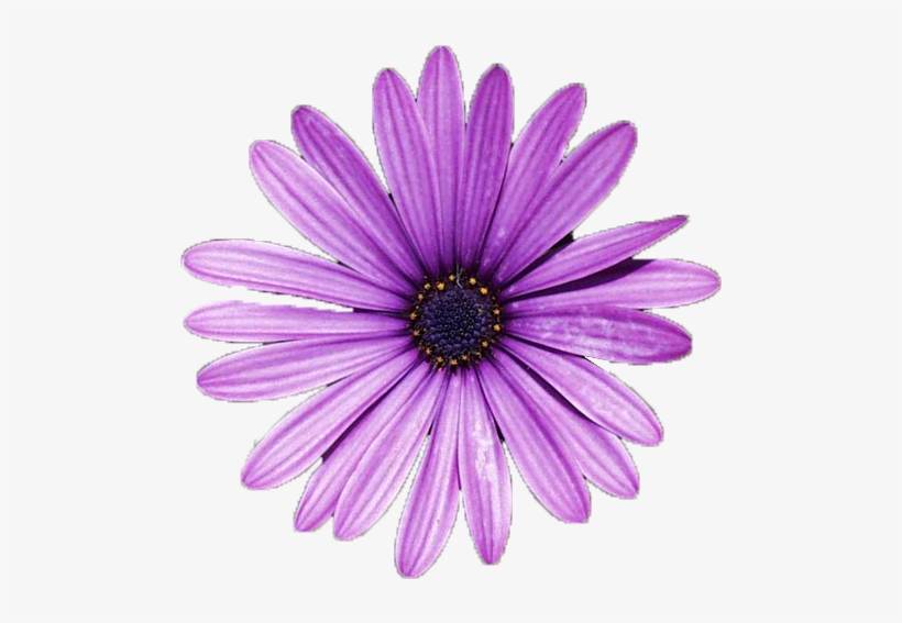 Flower Pngs - I'll Meet You There - Cd, transparent png